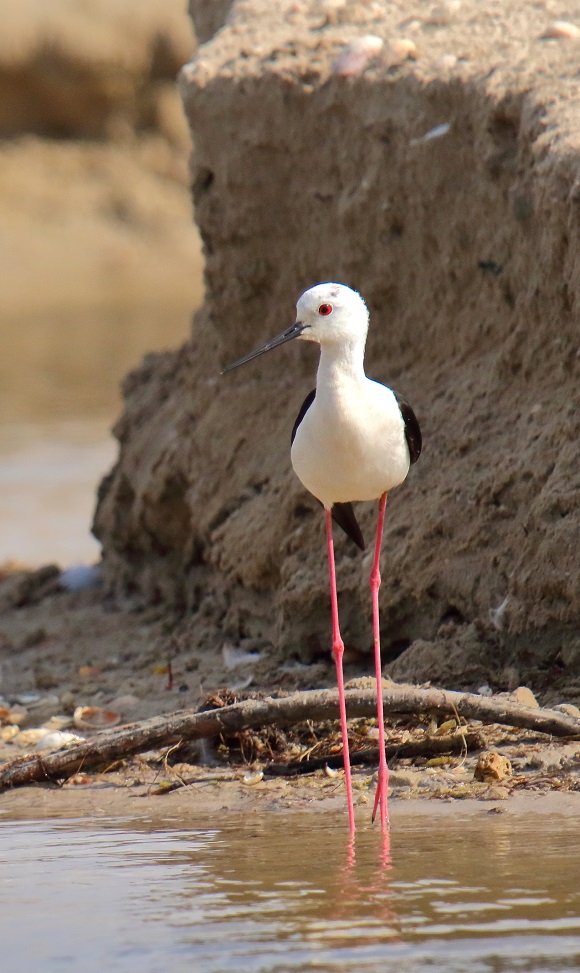 In 2022, more than 40,000 m&sup3; of sandy soil were moved as part of our ecological rehabilitation 